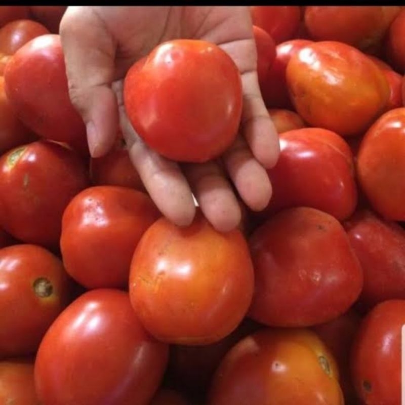 

Tomat merah lokal segar
