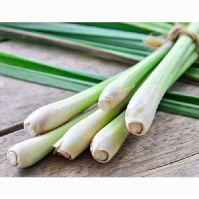 

Sereh Serai Segar 1Kg bumbu masak