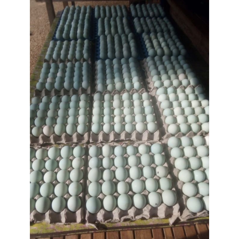 

telur asin ready