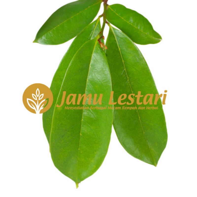 

Obat Herbal Daun Sirsak Segar Siap Petik Per 40 lembar