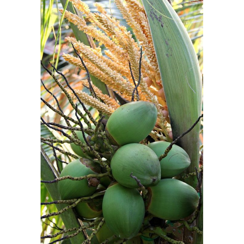 

BELULUK ATAU TEMBULUK KELAPA KECIL