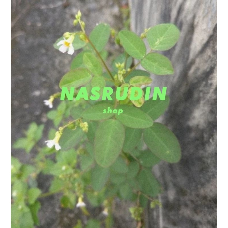 

DAUN CALINGCING UTUH 10 POHON / DAUN CALINCING TANAH / Oxalis barrelieri / belimbing tanah / blimbing mini