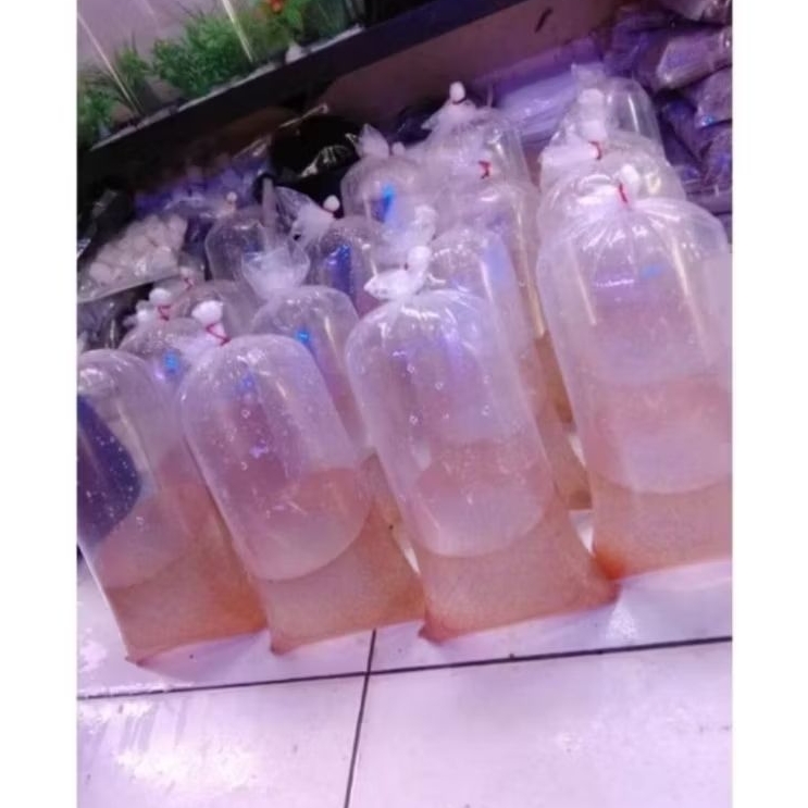 KUTU AIR HIDUP MOINA UNTUK PAKAN IKAN HIAS / IKAN CUPANG MAKANAN (MINIMAL ORDER 3 BUNGKUS)