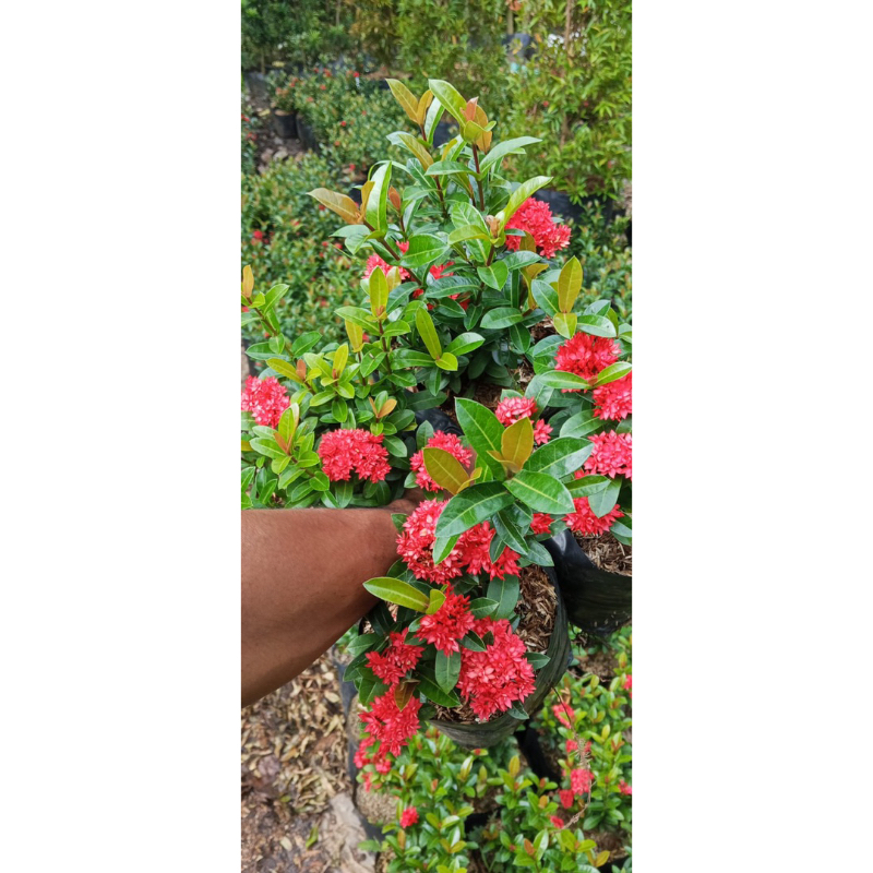 TANAMAN HIAS ASOKA INDIA BUNGA MERAH TAHAN PANAS OUTDOR UNTUK TAMAN DEPAN RUMAH