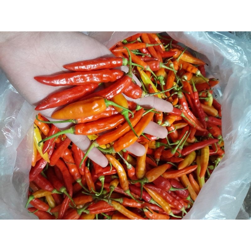 

Cabe rawit fresh/cabe unggul 250g 500g 1kg