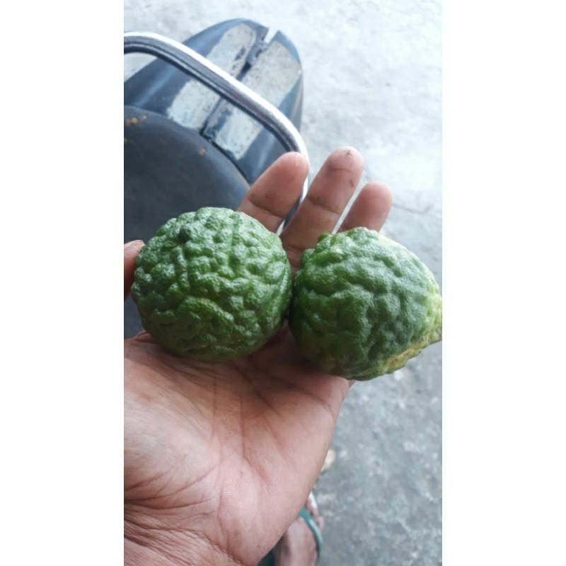 

buah purut tua