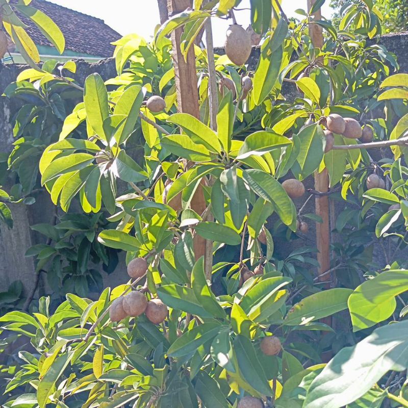 

sawo jumbo indukan full buah