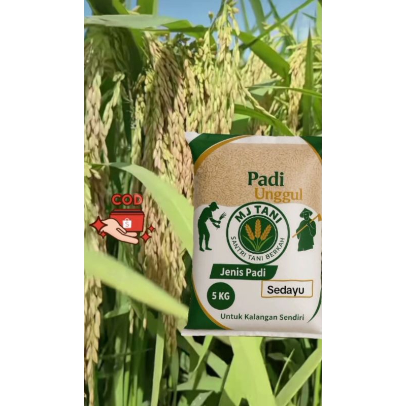 bibit padi unggul Sedayu