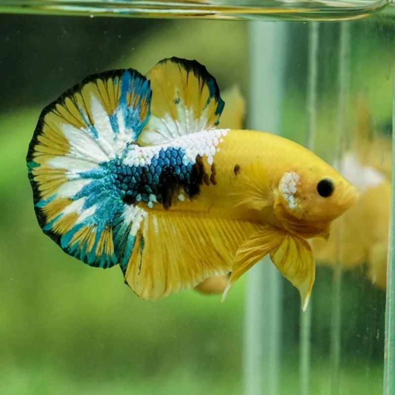 Ikan Hiaa Cupang Yellow FCCP Male Cupang FCCP Kuning Betta FCCP Size M-L Hiasan Aquarium Kolam Tank 
