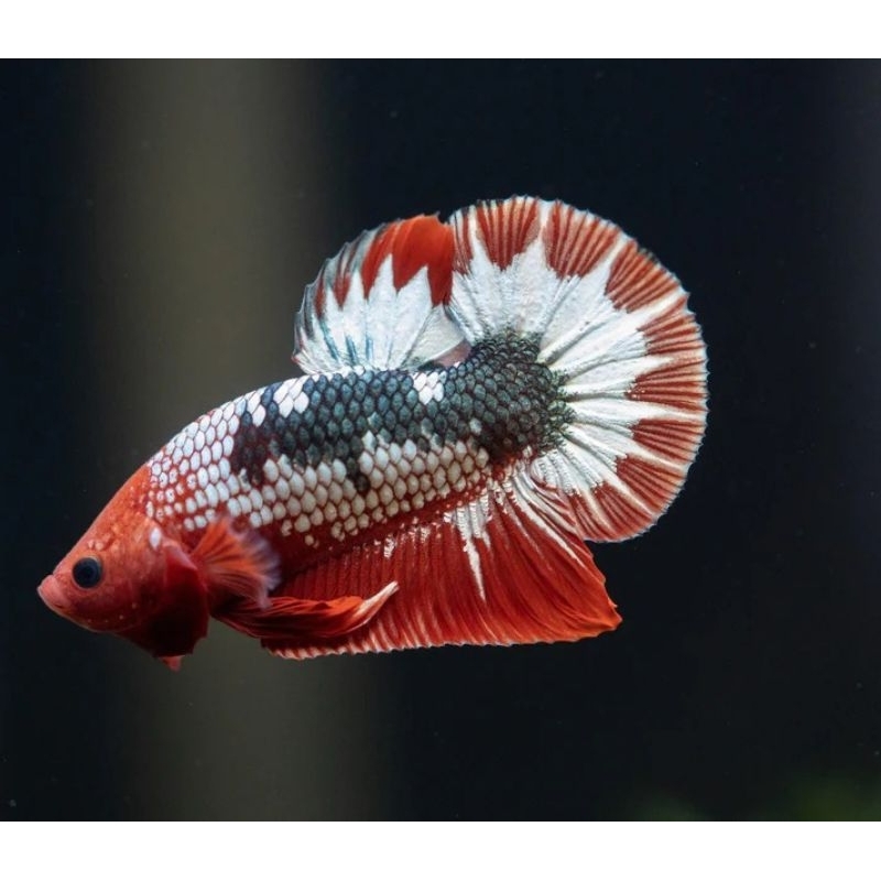 Ikan Hias Cupang Red FCCP Male Cupang FCCP Merah Jantan Betta FCCP Size M-L Hiasan Aquarium Kolam Ta
