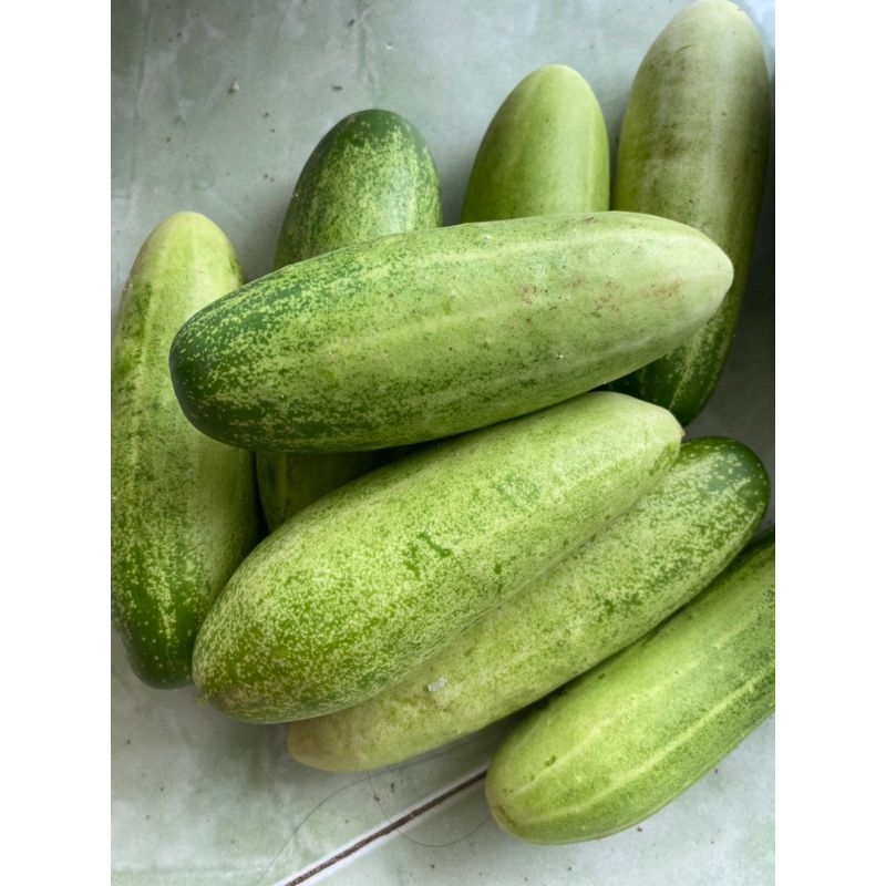 

TIMUN 1KG ISI 5-6 PCS