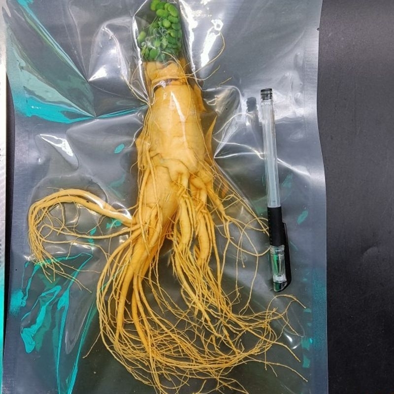 

Akar Ginseng 300 Gram Original Import