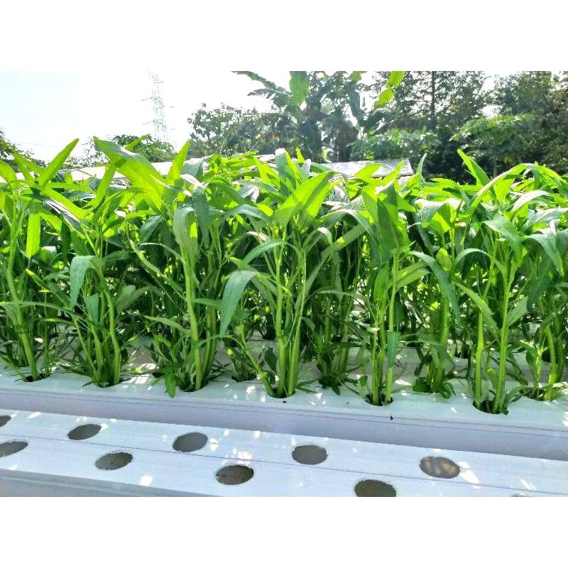 

Benih Bibit Kangkung Super Daun Lebar Repack-Benih Sayuran 150 biji