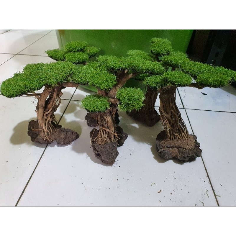 Silvisedut Bonsai Sintesis Aquascape Aquarium / Bonsai Aquascape Minim Perawatan / Tanaman Bonsai