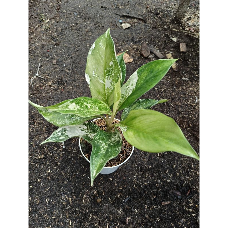 Aglonema Siam Jade Varigata