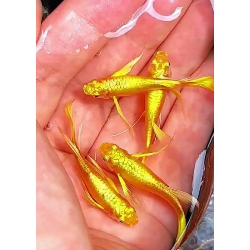 GUPPY FULL GOLD IMPORT VIETNAM RIBBON LONG EAR GRADE A+