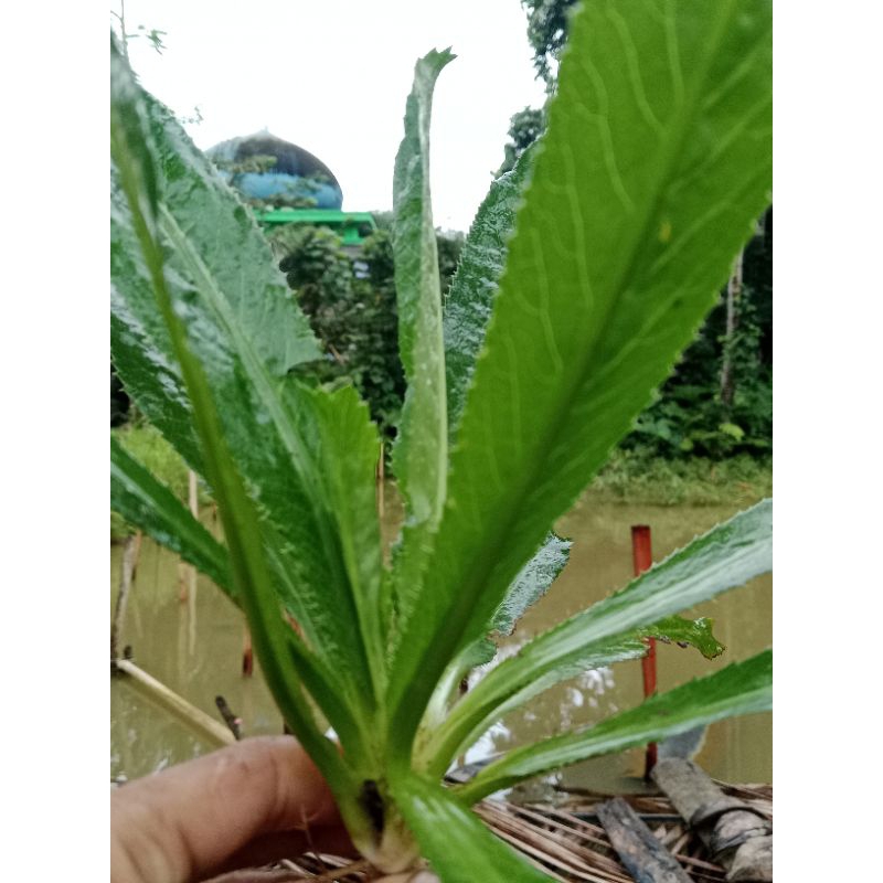 

Daun walang sangi 27.000/1kg daun segar presh di ambil ketika orderan masuk