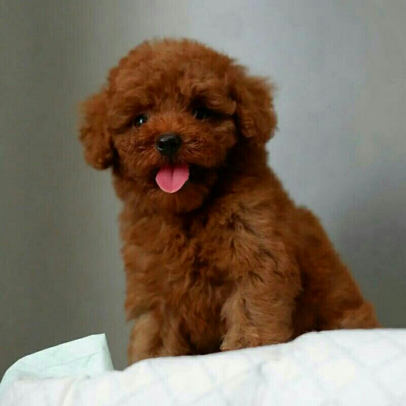 Anjing Red Toy Poodle