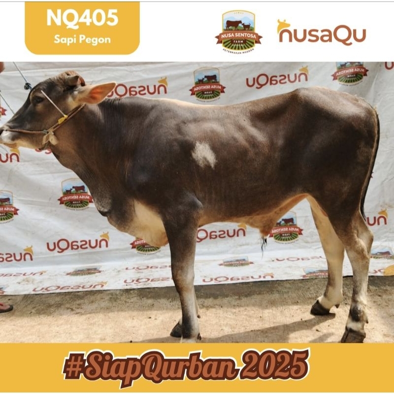 

Sapi Pegon NQ405 Target Bobot 275 Kg