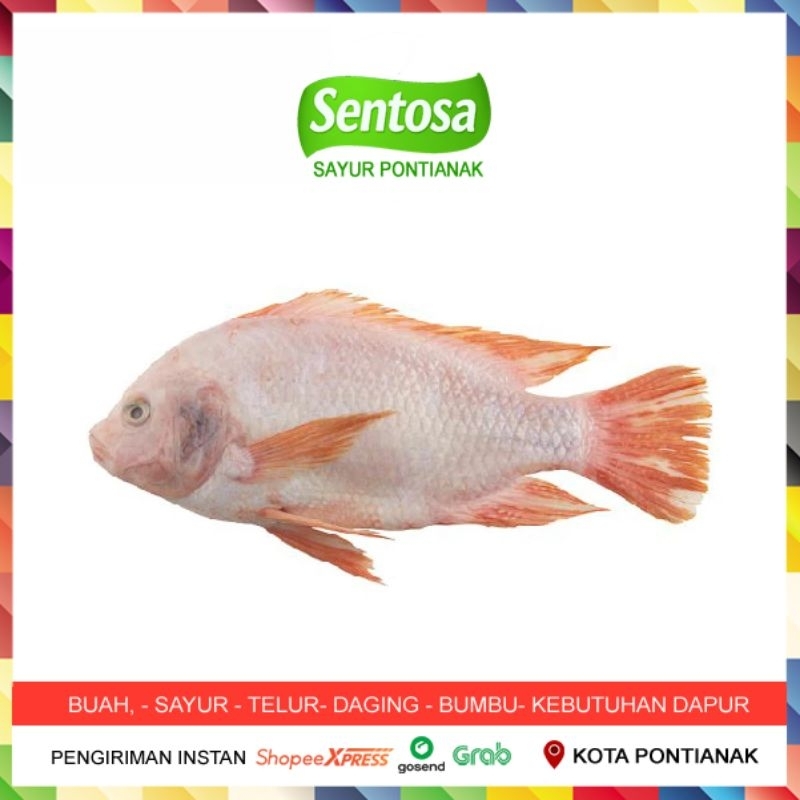 

Ikan Nila Segar 480-550 gram Sentosa Sayur Pontianak