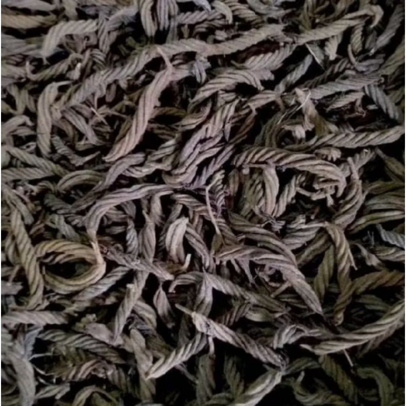 

cabe pilin kualitas terbaik/kayu ules/cabe puter