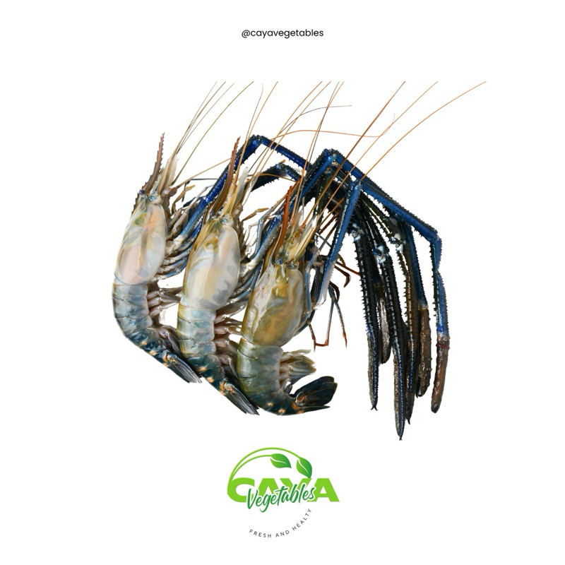 

1 Kg - 500g Udang Galah ( Macrobrachium rosenbergii ) Fresh Frozen | CayaVegetables