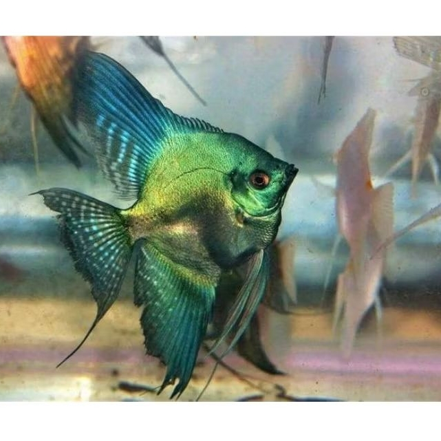Manfish Green Black Avatar 3 cm - Perawatan Aquarium