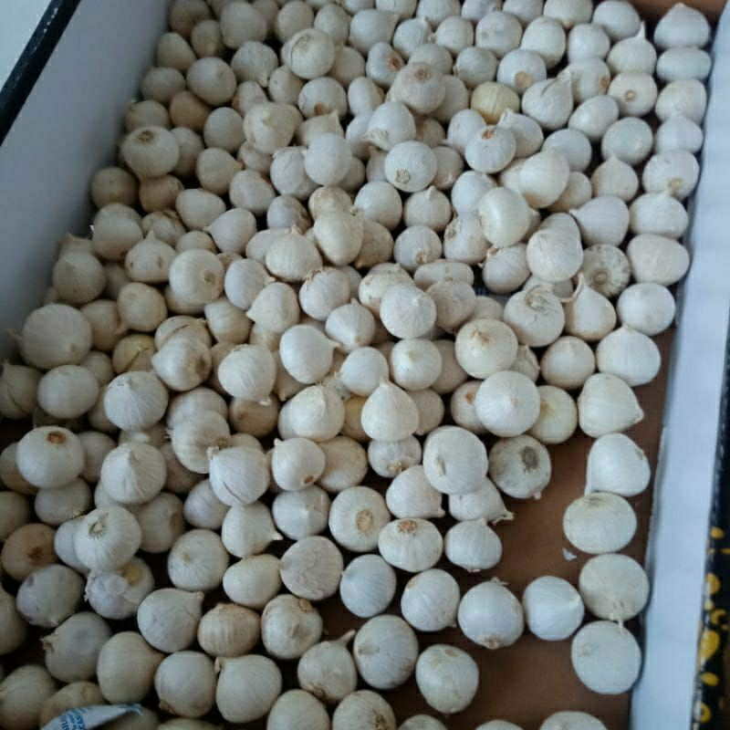 

bawang putih tunggal lanang 250 gram