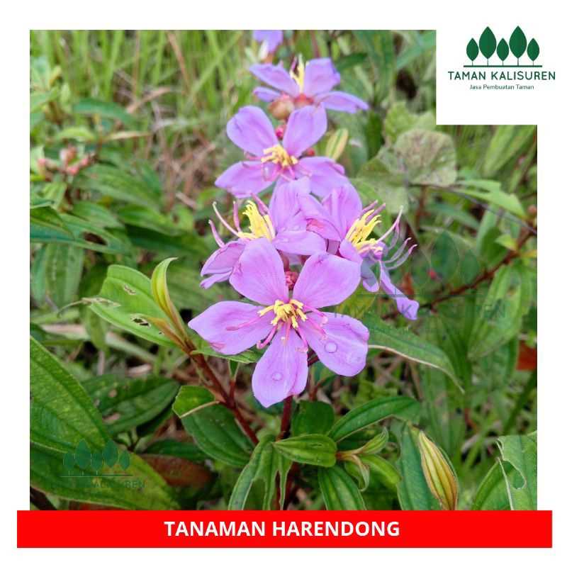 

Daun Harendong – Herbal Alami Obat Asam Urat & Maag 500 gram