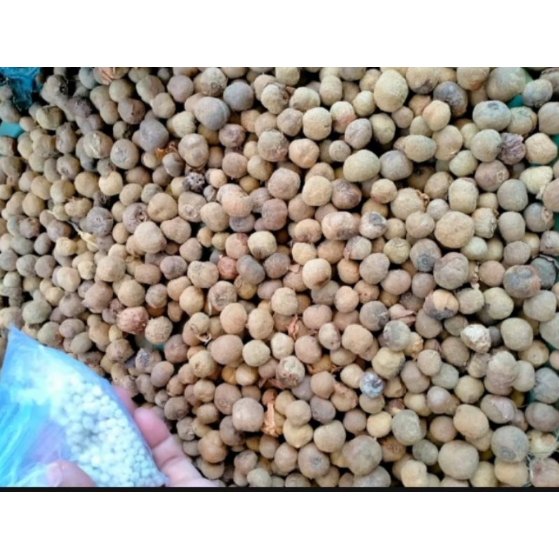 biji benih tanaman jati per biji