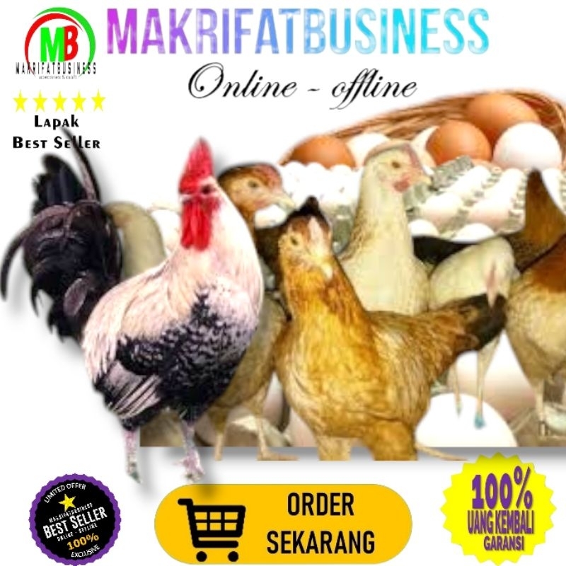 

MAKRIFATBUSINESS Paket 7 Pcs Telur FERTIL Ayam ELBA vs AYAM ARAB Untuk Ditetaskan Oleh Farm Profesional