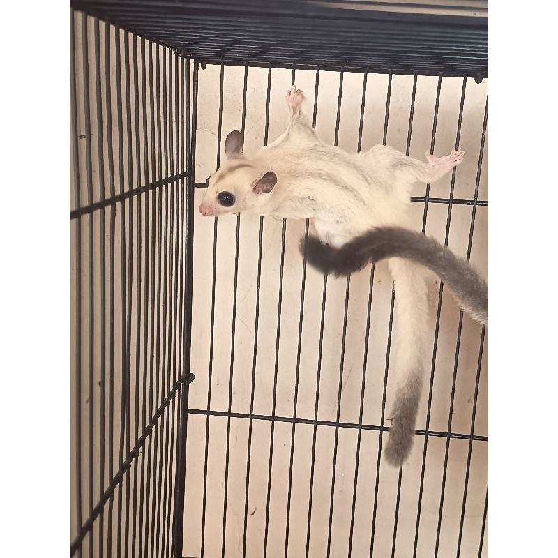 sugar glider TPM X LOW MOZAIC