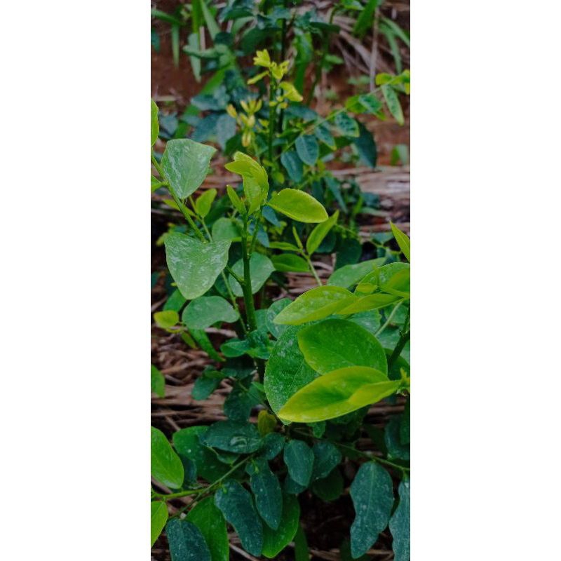 

daun katuk/daun sayur katuk segar 1 ikat