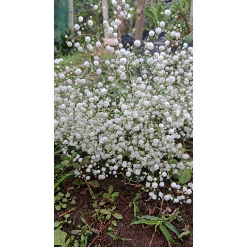 Baby breath fresh flower