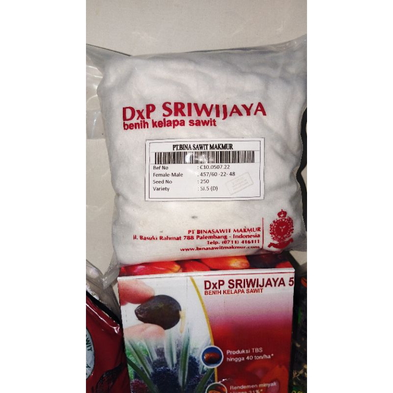 BENIH SAWIT UNGGUL VARIETAS [DXP SRIWIJAYA 5]