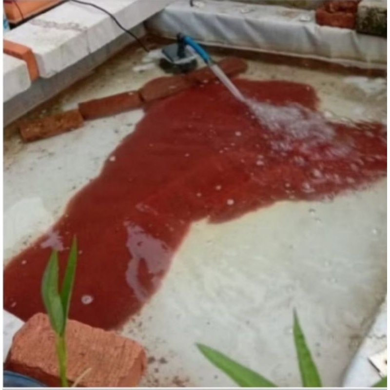 CACING SUTRA HIDUP 1 LITER / PAKAN MAKANAN IKAN