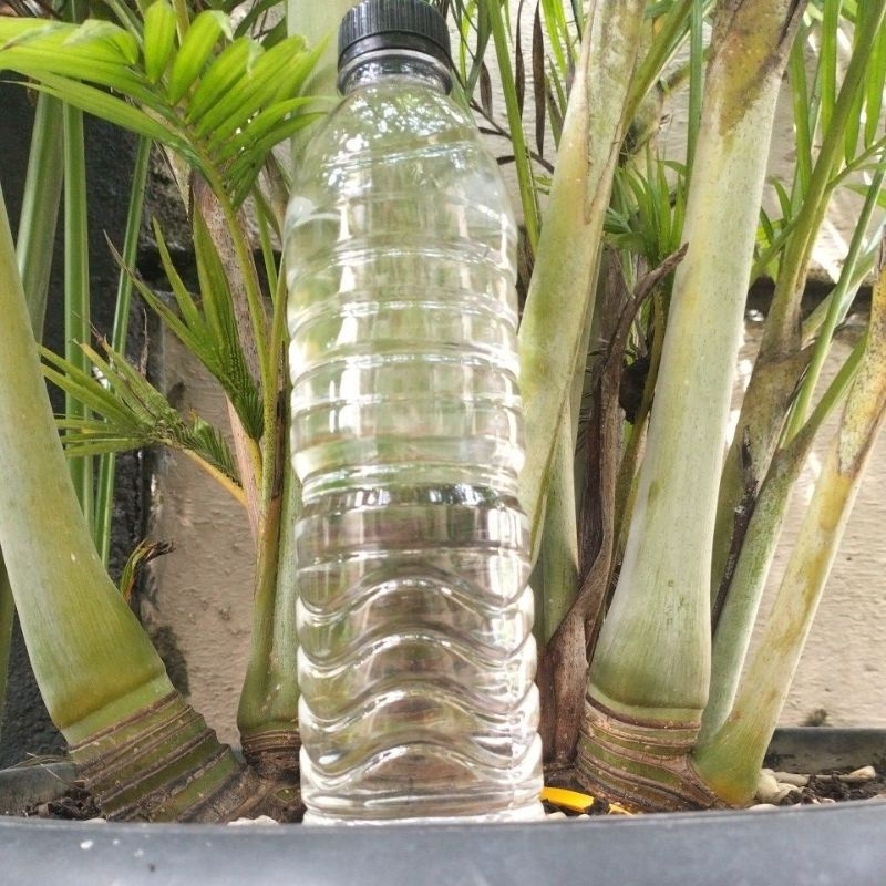 

arakkarangasem