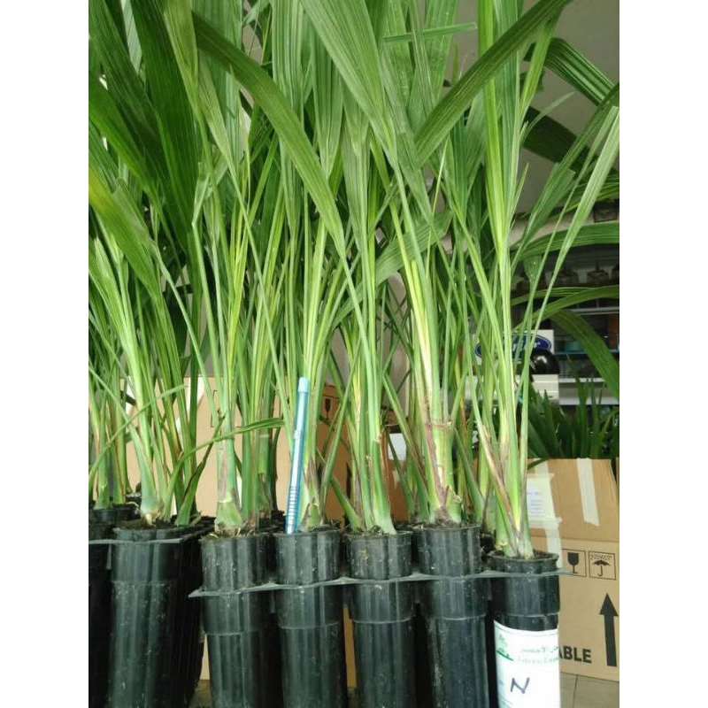 BIBIT KURMA KULTUR JARINGAN BARHEE BETINA USIA 16 BULAN