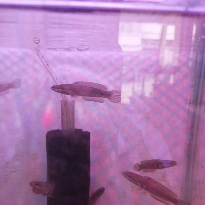 Blue Pulchra Size 6cm Gabus Hias Snakehead Full Pelet