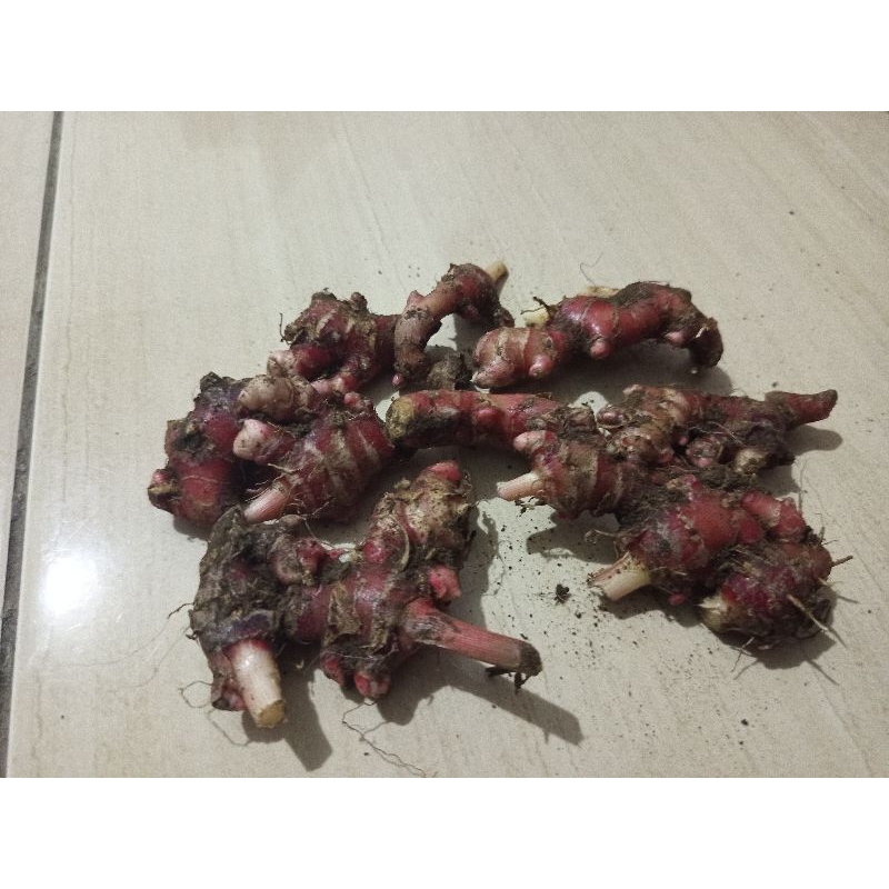 

jahe merah segar 1kg