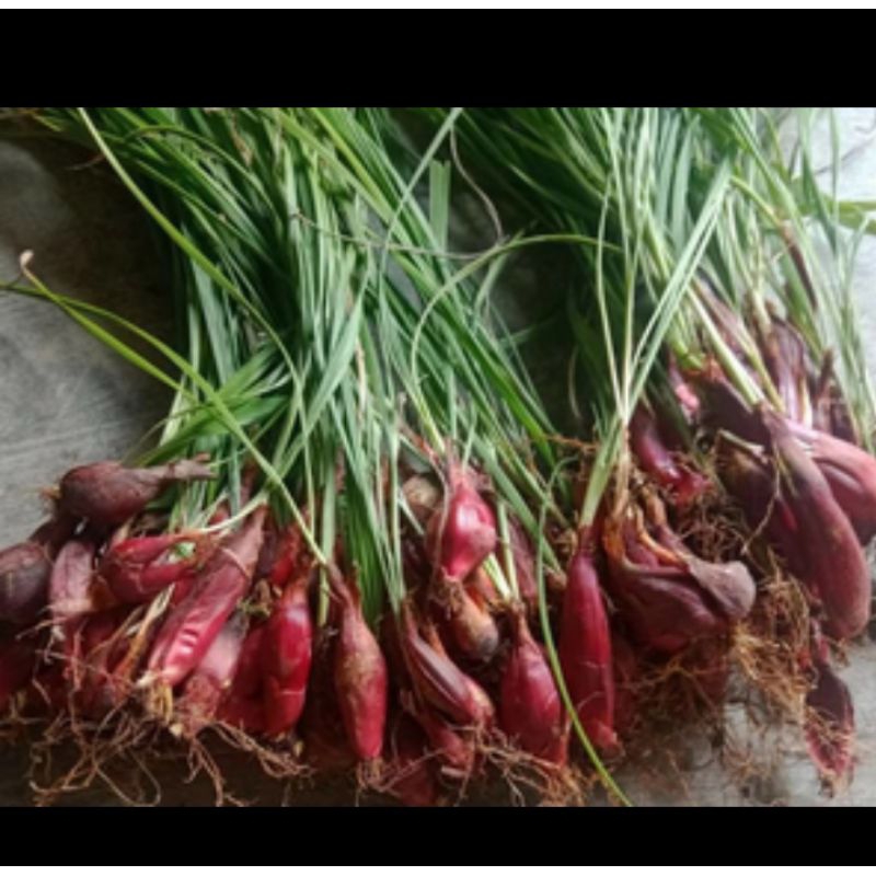 

bawang dayak segar masih fresh 100% asli 100gram