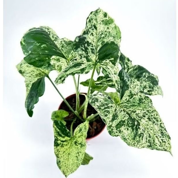 Tanaman Syngonium Mojito / Singonium Mojito / Syngonium Mojito Plant / Syngonium Podophyllum 'Mojito