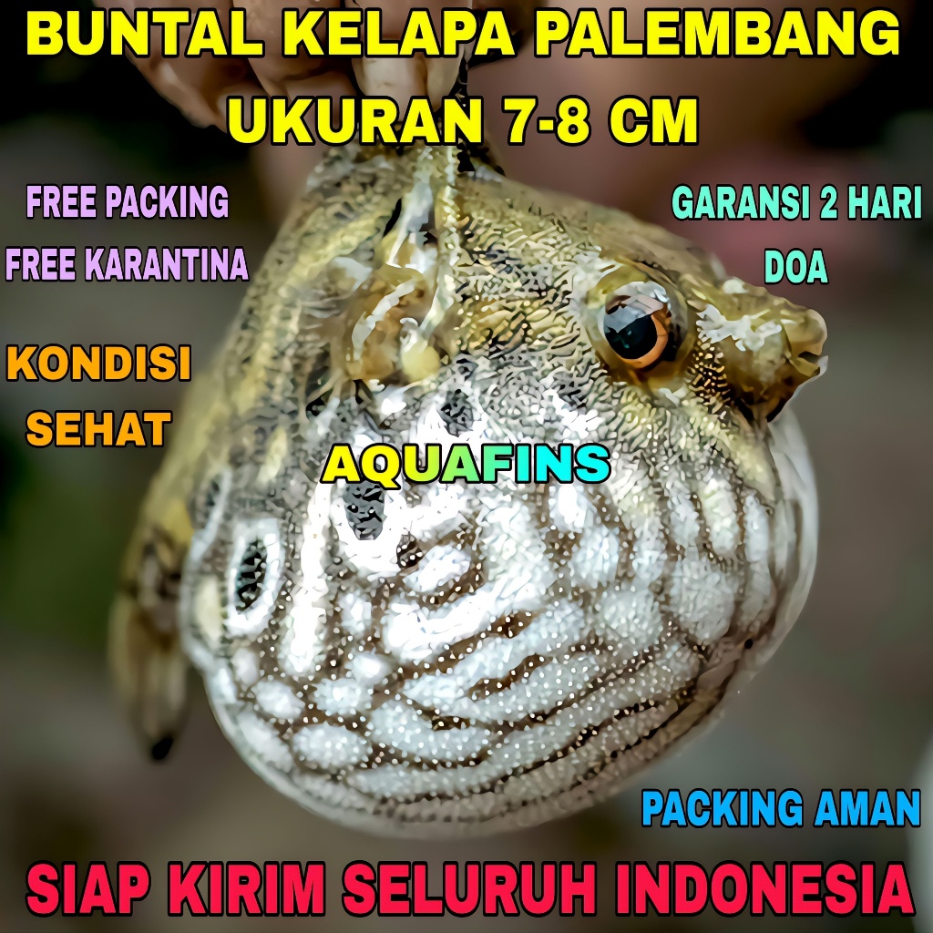 HIASAN COCONUT PUFFER BUNTAL KELAPA PALEMBANG BULAT UKURAN 7-8 CM