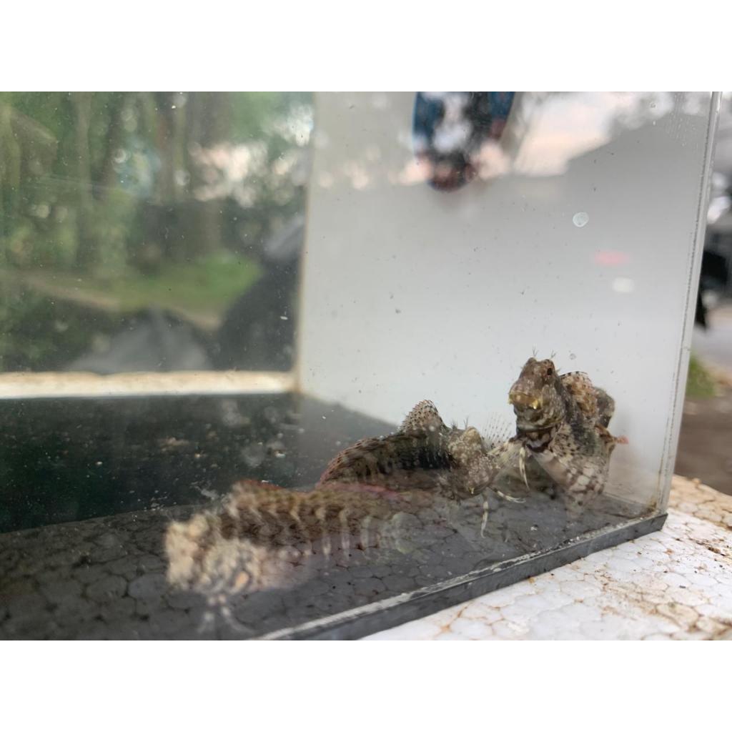 Jabing Glodok / Lawnmower Blenny