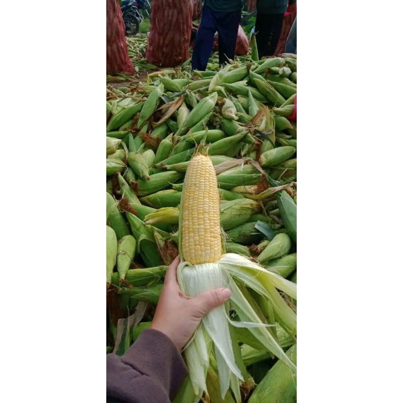 

Jagung manis super 1kg