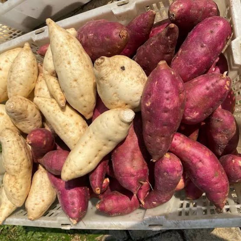 

Ubi Jalar Lokal Olahan Petani