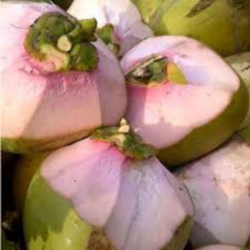 

kelapa muda / degan ijo murni segar by jabonfruit