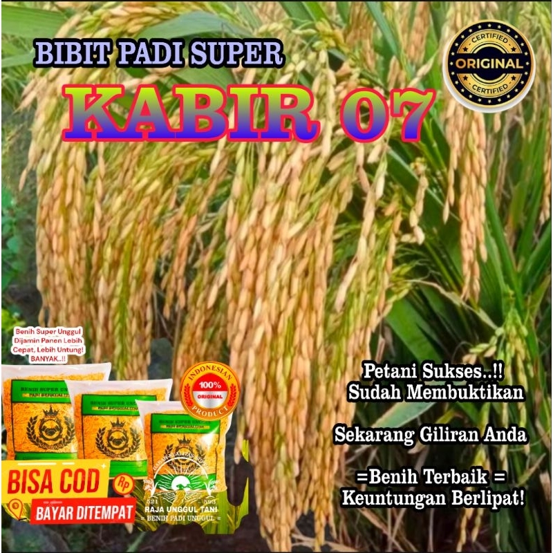 10KG HARGA 2 BUNGKUS KEMASAN 5KG BENIH BIBIT PADI KABIR 07 SUPER GABAH BERKUALITAS UNGGUL GENJAH ORI