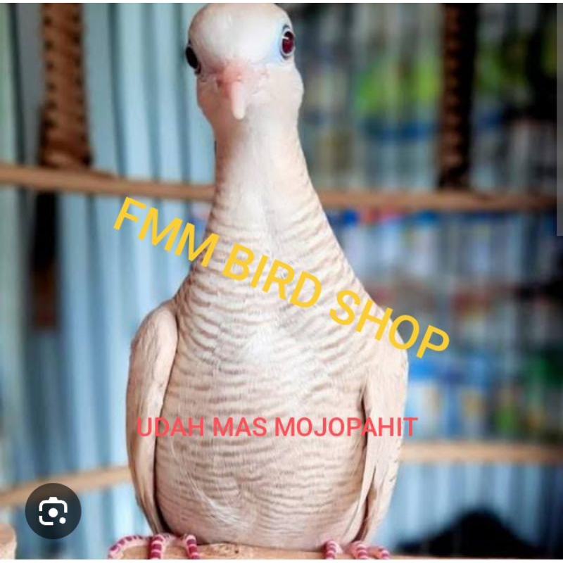 PERKUTUT UDAN MAS MOJOPAHIT ASLI DEWASA GACORAN