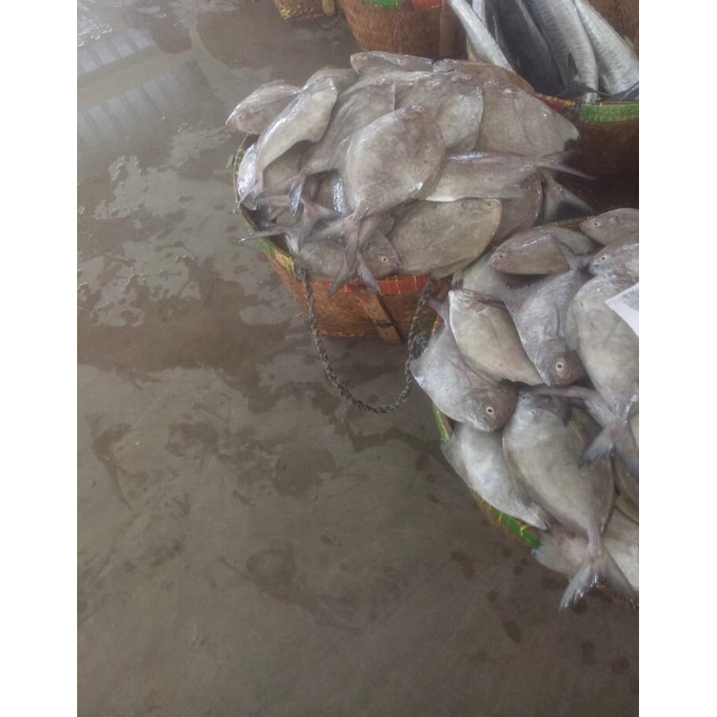 

ikan bawal laut hitam